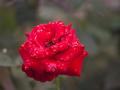 IMG_5195 red rose